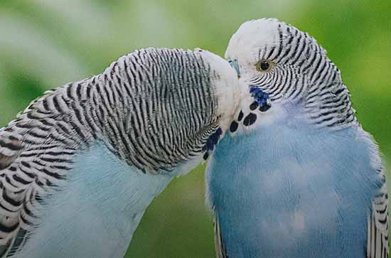 2025年520网络情人节结婚登记好吗 2025年5月20日520网络情人节这天宜结婚登记吗