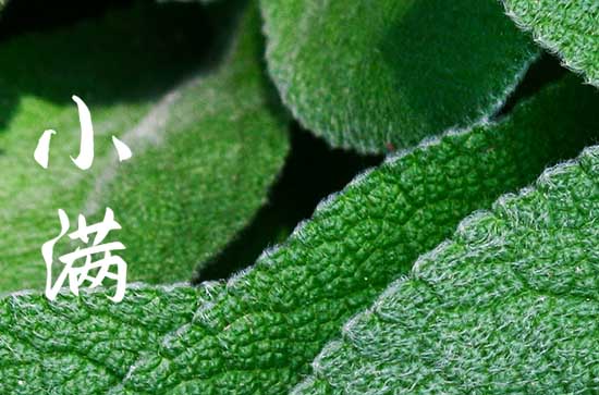 二十字节气小满经典说说 2023小满节气快乐正能量祝福语