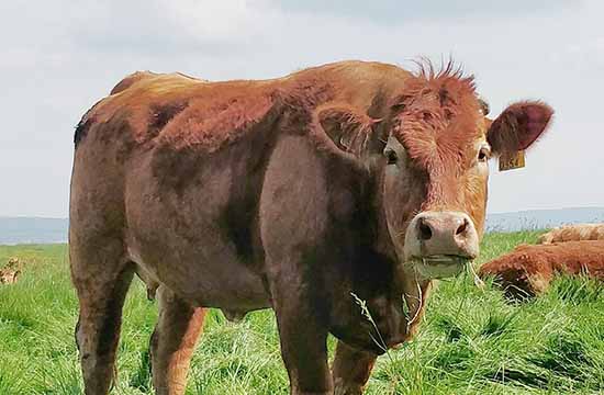 1973年属牛人2025年运势及运程 1973年属牛人2025年运势每月运势