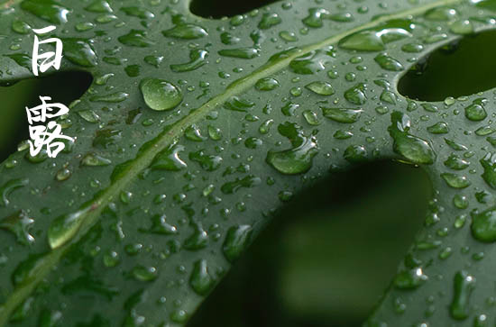 2024年白露是多少号 2024白露这天可以入赘吗