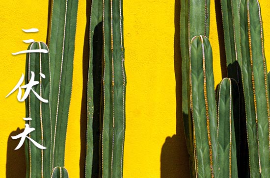 2023年夏天哪天入伏