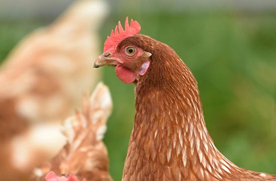 2025属鸡的全年运势运程如何 属鸡人2025年每月运势