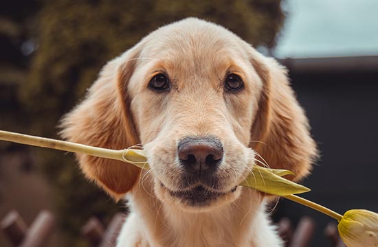 2024年属狗最佳的乔迁新居日子 2024年属狗乔迁新居黄道吉日一览