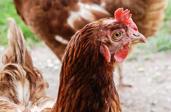 17年属鸡人2025年运势运程 2017年属鸡人2025年运势运程