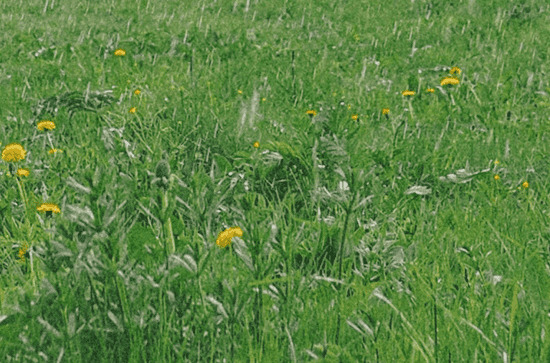 2024年6月云南多雨吗 云南6月份降雨量怎么样