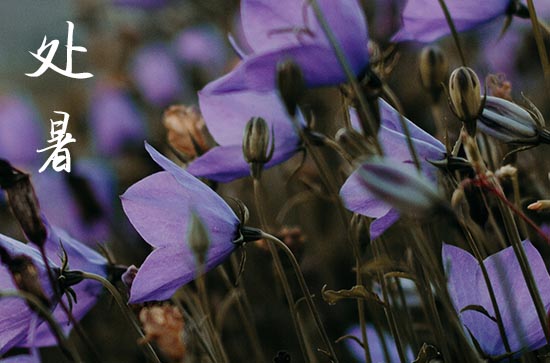 2024年处暑是多少号 这天是什么星座星期几