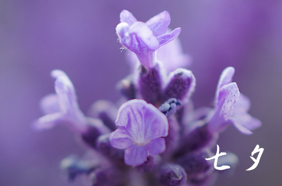 2024七夕是几月几日 哪一天是七夕情人节