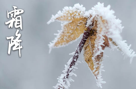霜降给客户的微信祝福语