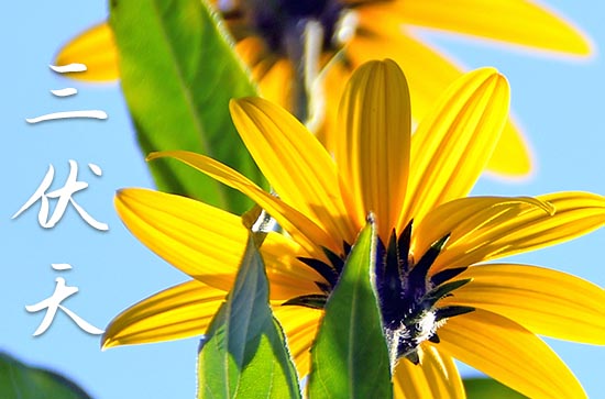 2023年几月几号数伏第一天 2023年几月几号数伏第一天