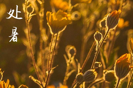 2024年处暑是哪一天 2024年处暑这天日子怎样