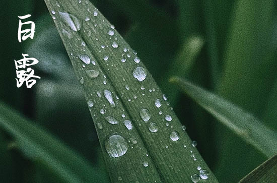 2024年今年白露是几月几号 2024年白露弄封顶好吗