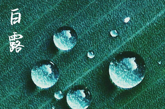 2024白露是哪天 2024白露那天养宠物好吗