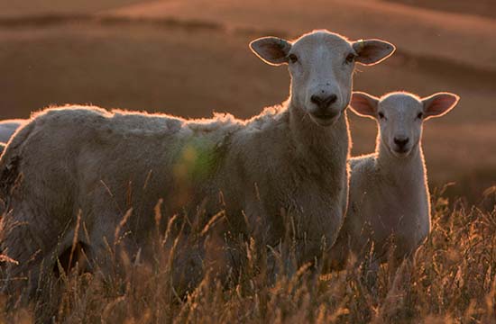 79年属羊女人后半生婚姻2024 79年属羊女人后半生婚姻2024