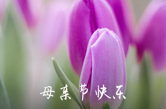 合适祝福别人母亲节的句子 关于母爱的名人名言