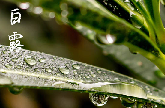 2024年白露几月几日 2024年白露复诊好不好