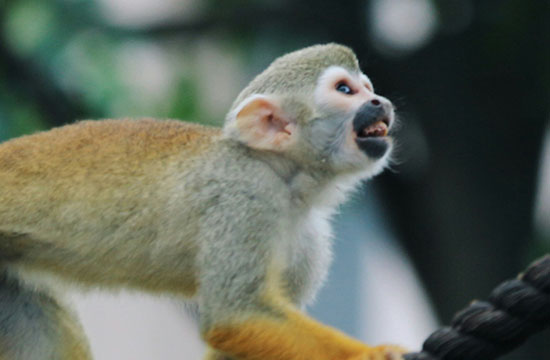 1980年的猴在2025年的运势怎么样 1980年的猴在2025年的运势怎么样每月 1980年的猴在2025年的运势怎么样 1980年的猴在2025年的运势怎么样每月