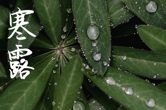 2024年的寒露是哪一天 寒露养生 2024年的寒露是哪一天 寒露养生