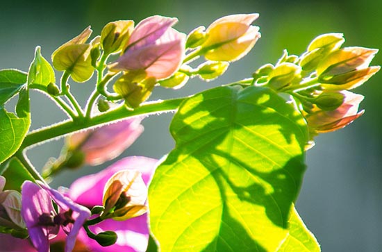 2023年初伏第一天是几月几号，哪一天入伏