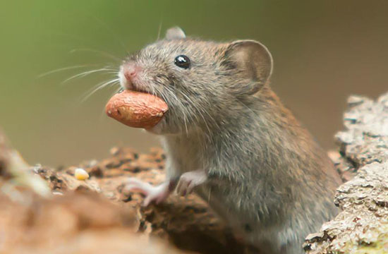 1972年属鼠是什么命2024