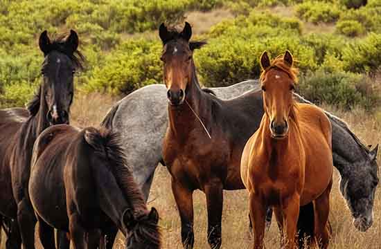 属马的人2024年佩戴什么饰品旺财 属马的人2024年佩戴什么饰品旺财