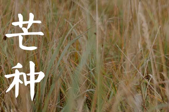 芒种节气中的寓意和传统   芒种节气的民间习俗