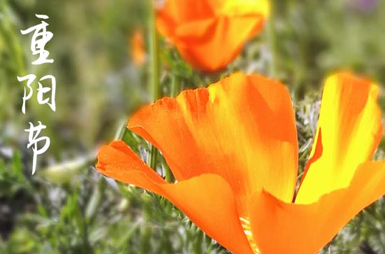 重阳节感恩祝福语寄语