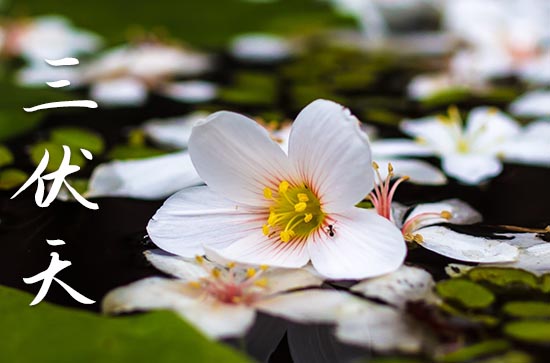 2023年入伏时间表