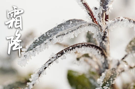 2024年霜降是几月几号 霜降的三候