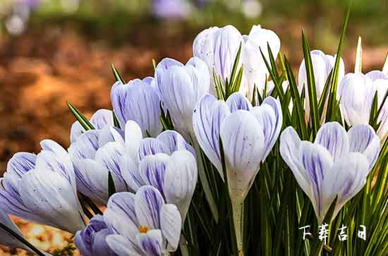 2023年11月骨灰下葬吉日 2023年11月最佳骨灰下葬黄道吉日