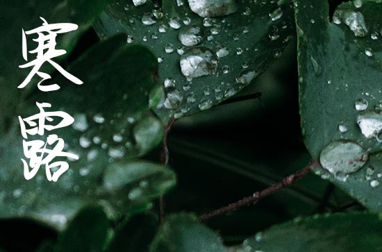 2023寒露吃什么菜好 寒露时节时令蔬菜与食谱推荐