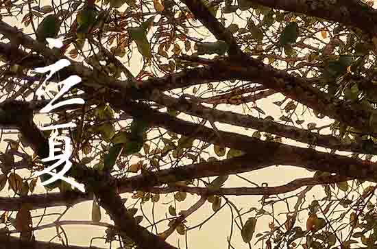 2024年立夏是星期几 2024立夏是黄道吉日吗 2024年立夏是星期几 2024立夏是黄道吉日吗