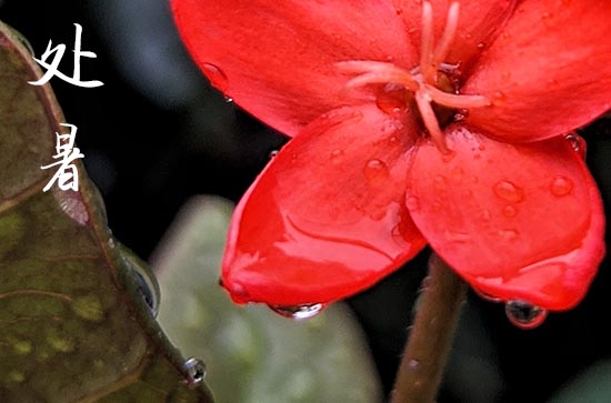 2024处暑是哪一天 2024年8月22日处暑畜牧适合吗 2024处暑是哪一天 2024年8月22日处暑畜牧适合吗