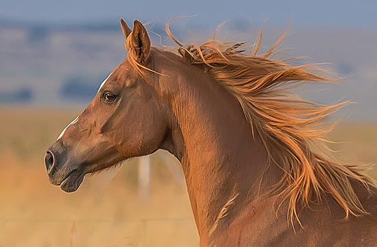 78年属马男人婚姻财运2024 78年属马男人婚姻财运2024