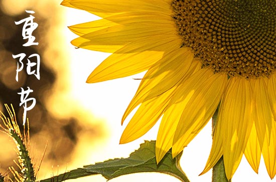 2023重阳节能喝菊花酒吗 2023年重阳节可以喝菊花酒吗
