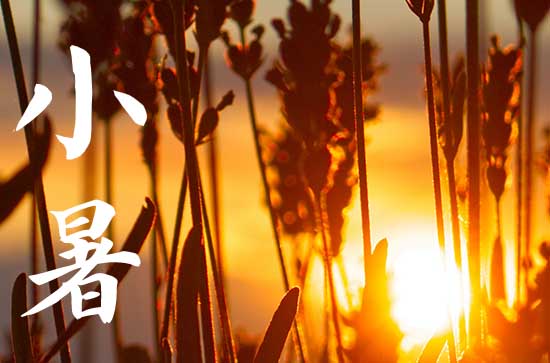 2024年小暑是星期几 2024年7月6日小暑这天宜买猫吗