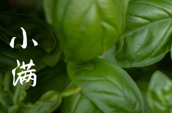                     小满至炎夏将始 防暑降温不能少                    