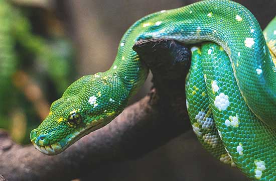 2024年对属蛇不利的属相