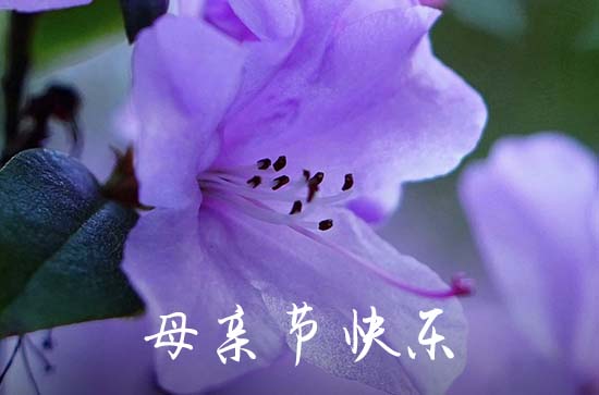 母亲节祝福母亲的短信    母亲节朋友圈祝福文案