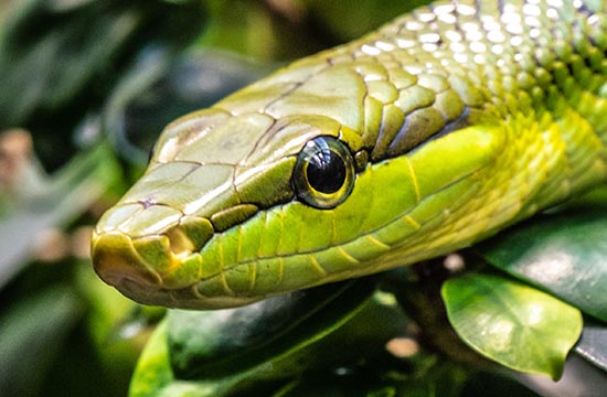 2024年蛇今年有一难 2024年蛇今年有一难怎么化解