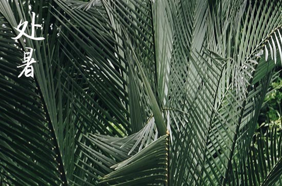 处暑是2024的几月几日 2024年处暑这天日子怎样