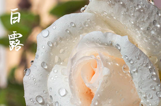 2024白露是哪一天 2024年9月7日白露黄历