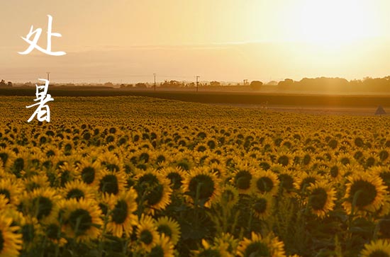2024年处暑是几点几分几秒 2024年处暑弄制作猫窝适合吗 2024年处暑是几点几分几秒 2024年处暑弄制作猫窝适合吗