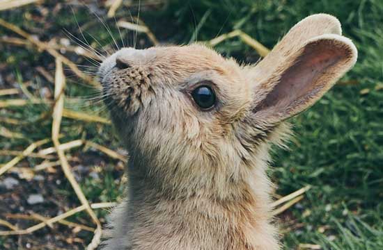 1975年属兔2024年运势及运程详解  75年属兔人2024年龙年每月运程