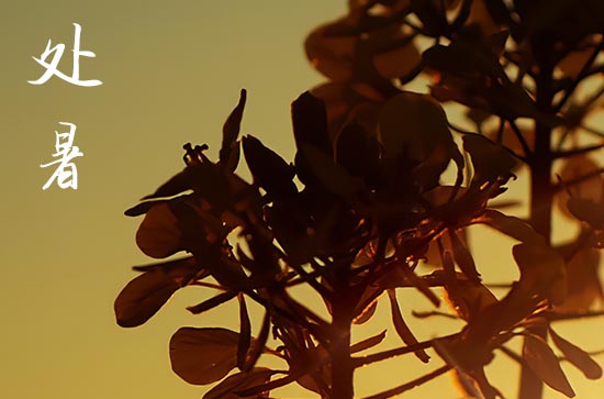 2024年什么时候处暑 2024年处暑割蜜好不好
