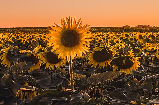 2023年入伏时间几点几分,2023年入伏时间几点