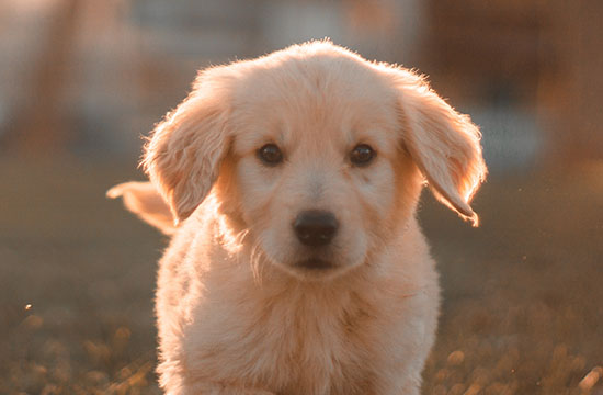 属狗2024年三大喜事是什么