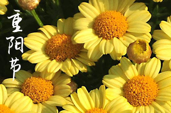 重阳节关于菊花的故事 诗词中的重阳节菊花_