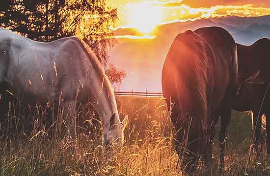 2002年属马人2025年运势及运程 2002年属马人2025年运势每月运势