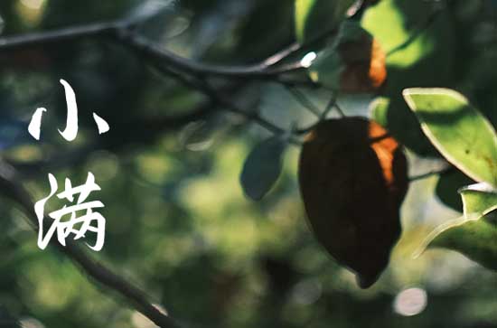 小满养生 调理饮食起居安然度夏 小满养生 调理饮食起居安然度夏