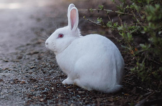 属兔女2024年能结婚吗为什么 属兔女2024年能结婚吗为什么